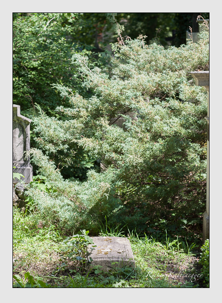 Kein grab ist stumm der friedhofsführer zum alten südfriedhof münchen